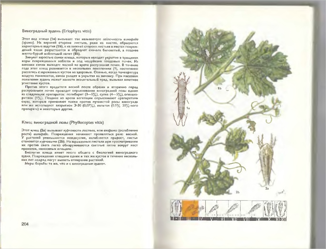 Болезни винограда на листьях описание с фотографиями способы лечения