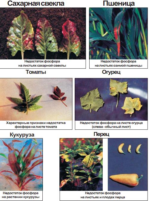 Признаки нехватки микроэлементов у растений фото